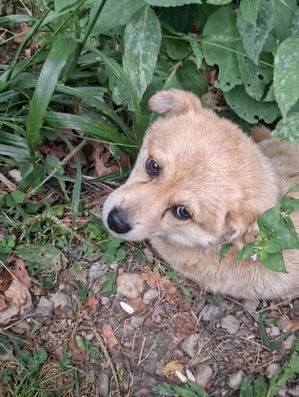 Harry - Chien à adopter - photo 6