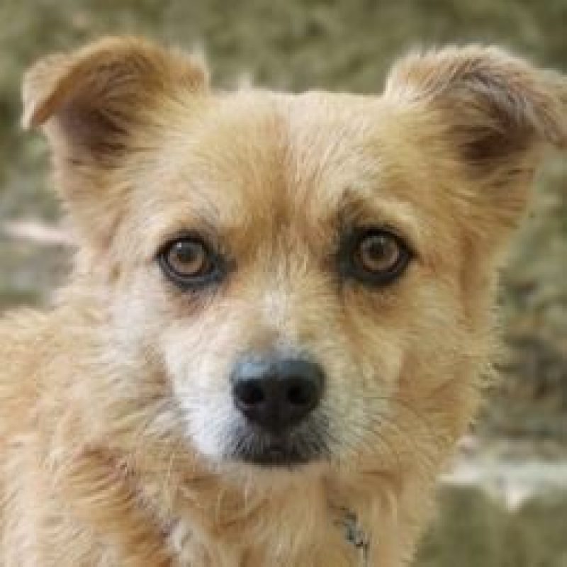 Harry - Chien à adopter - photo 2