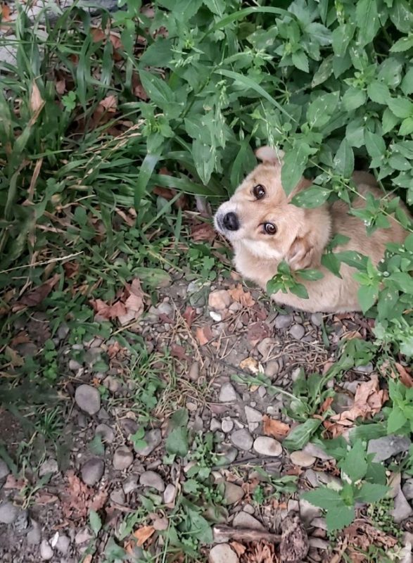 Harry - Chien à adopter - photo 3