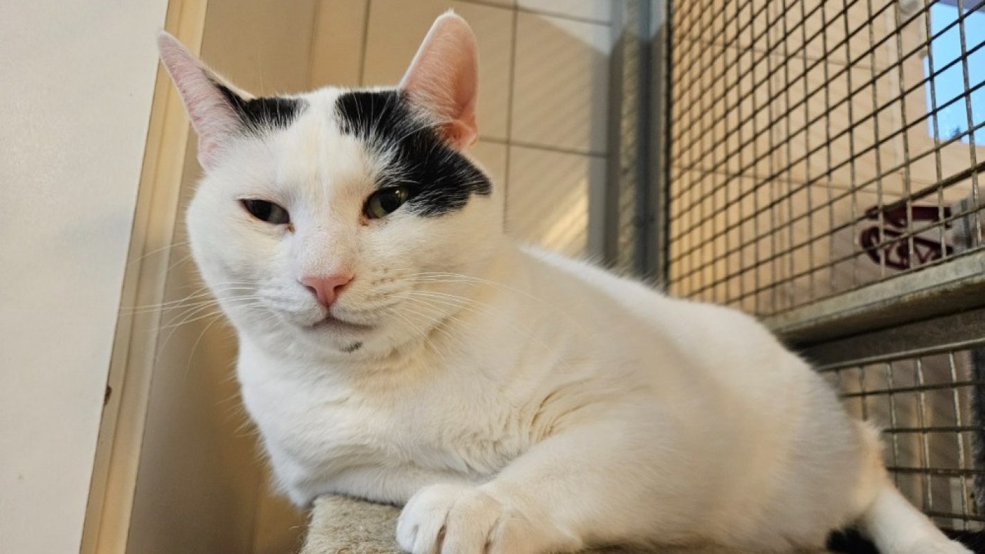 Opi - Chat Européen à adopter