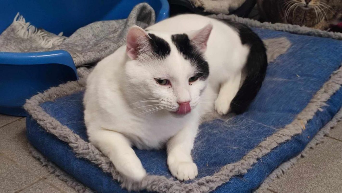 Opi - Chat Européen à adopter - photo 2