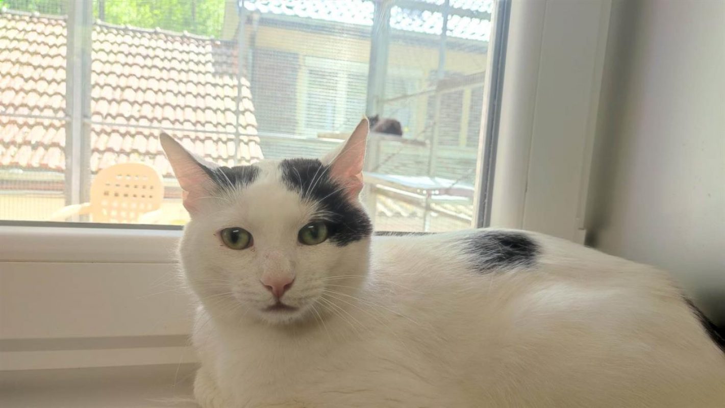 Opi - Chat Européen à adopter - photo 3