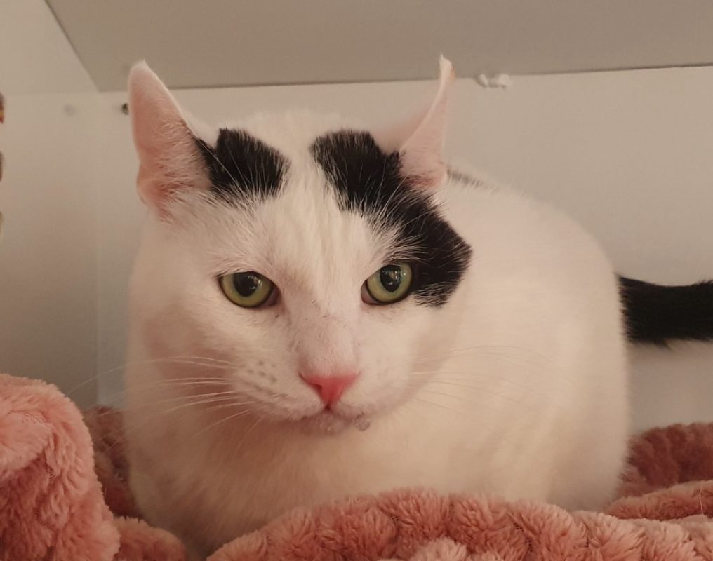 Opi - Chat Européen à adopter - photo 4
