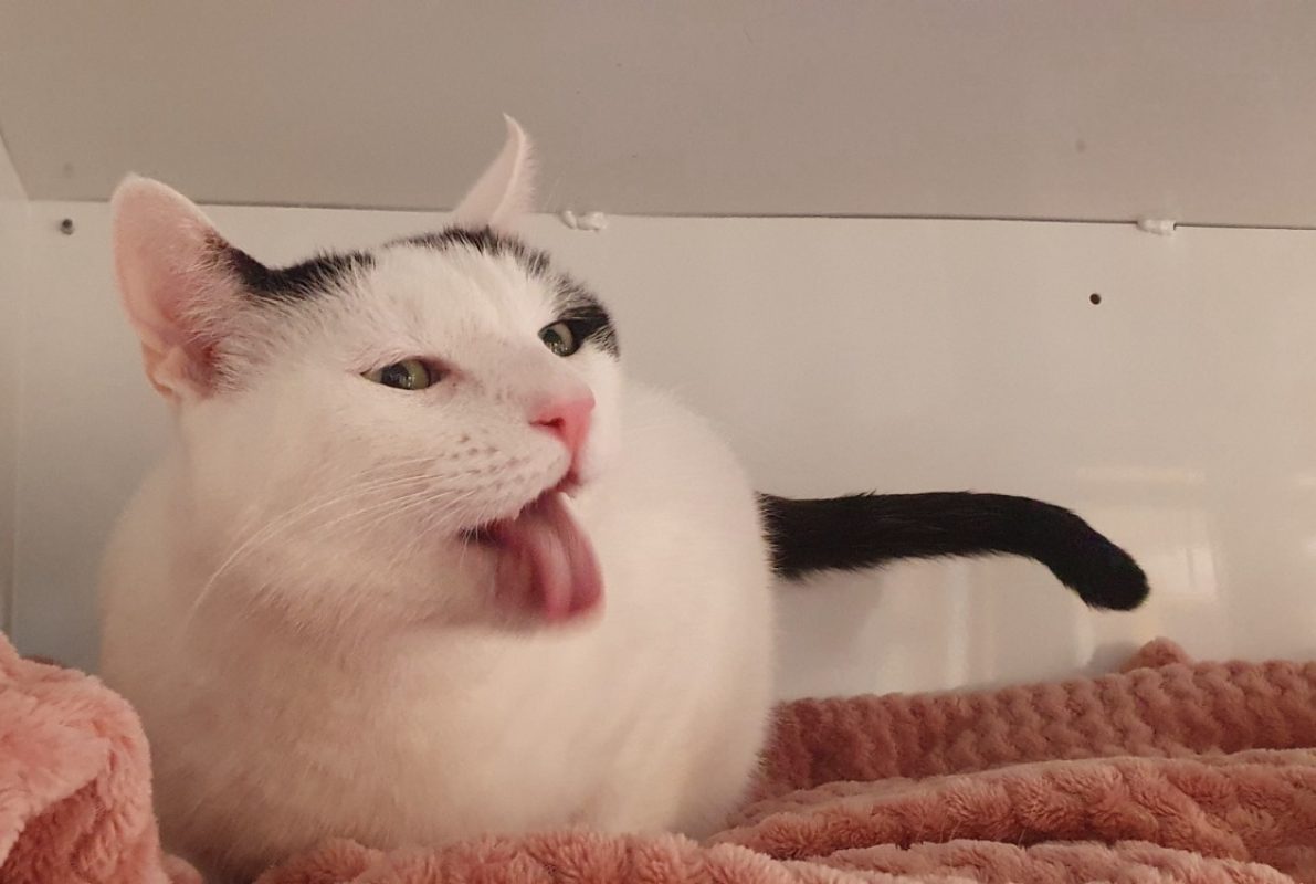 Opi - Chat Européen à adopter - photo 5