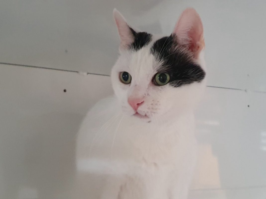 Opi - Chat Européen à adopter - photo 6