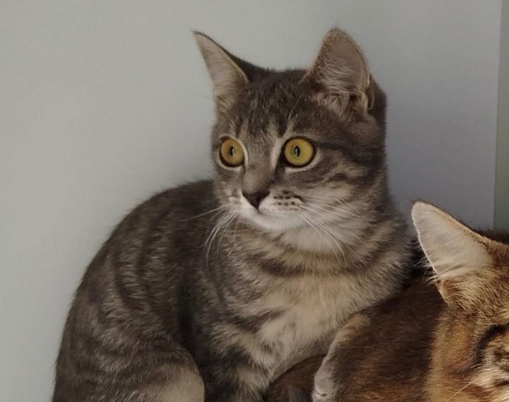 Maeva - Chat Européen à adopter