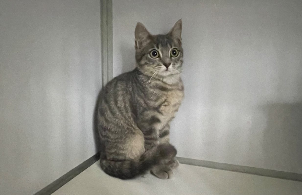 Maeva - Chat Européen à adopter - photo 2