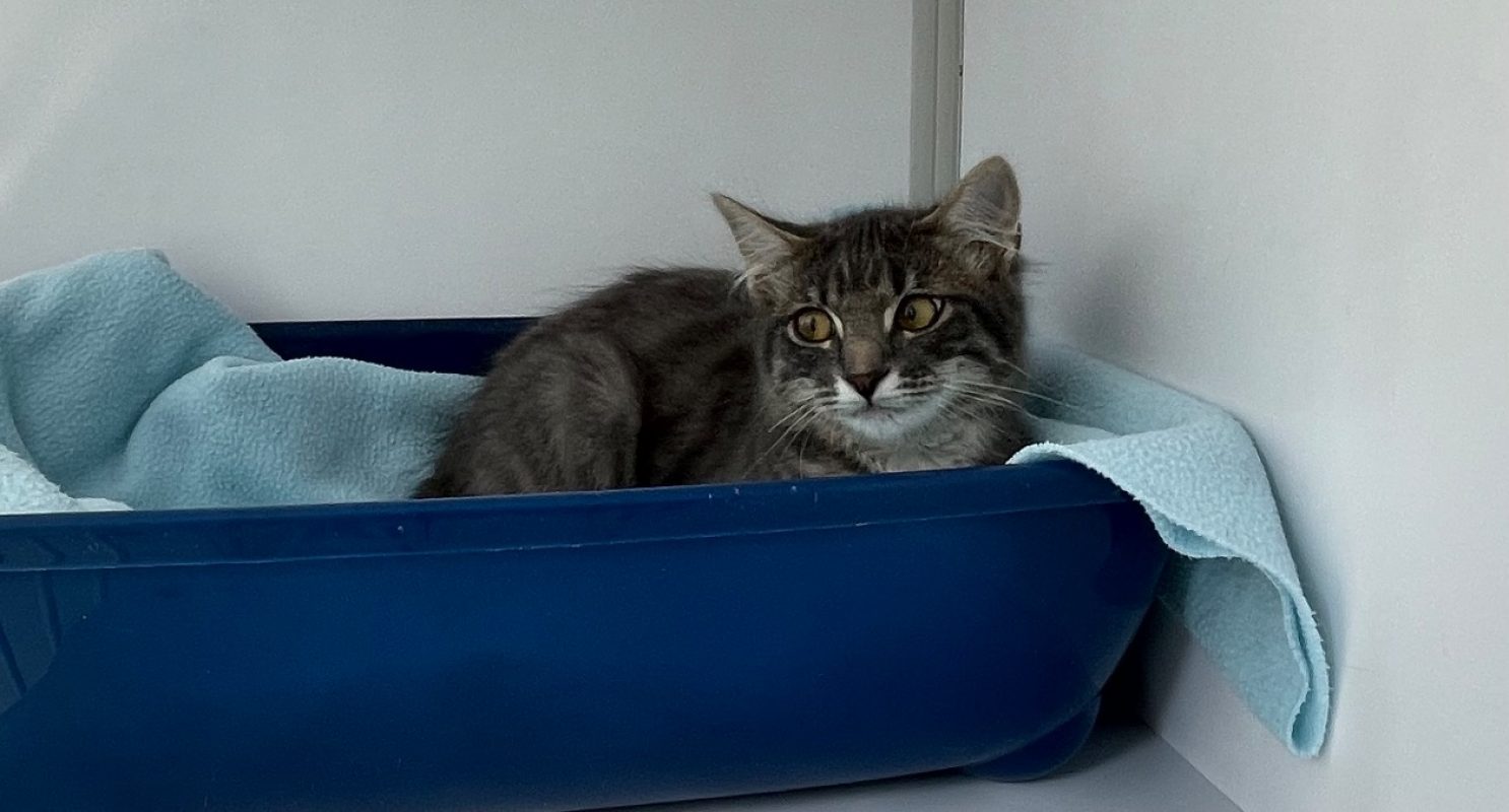Mana - Chat Européen à adopter