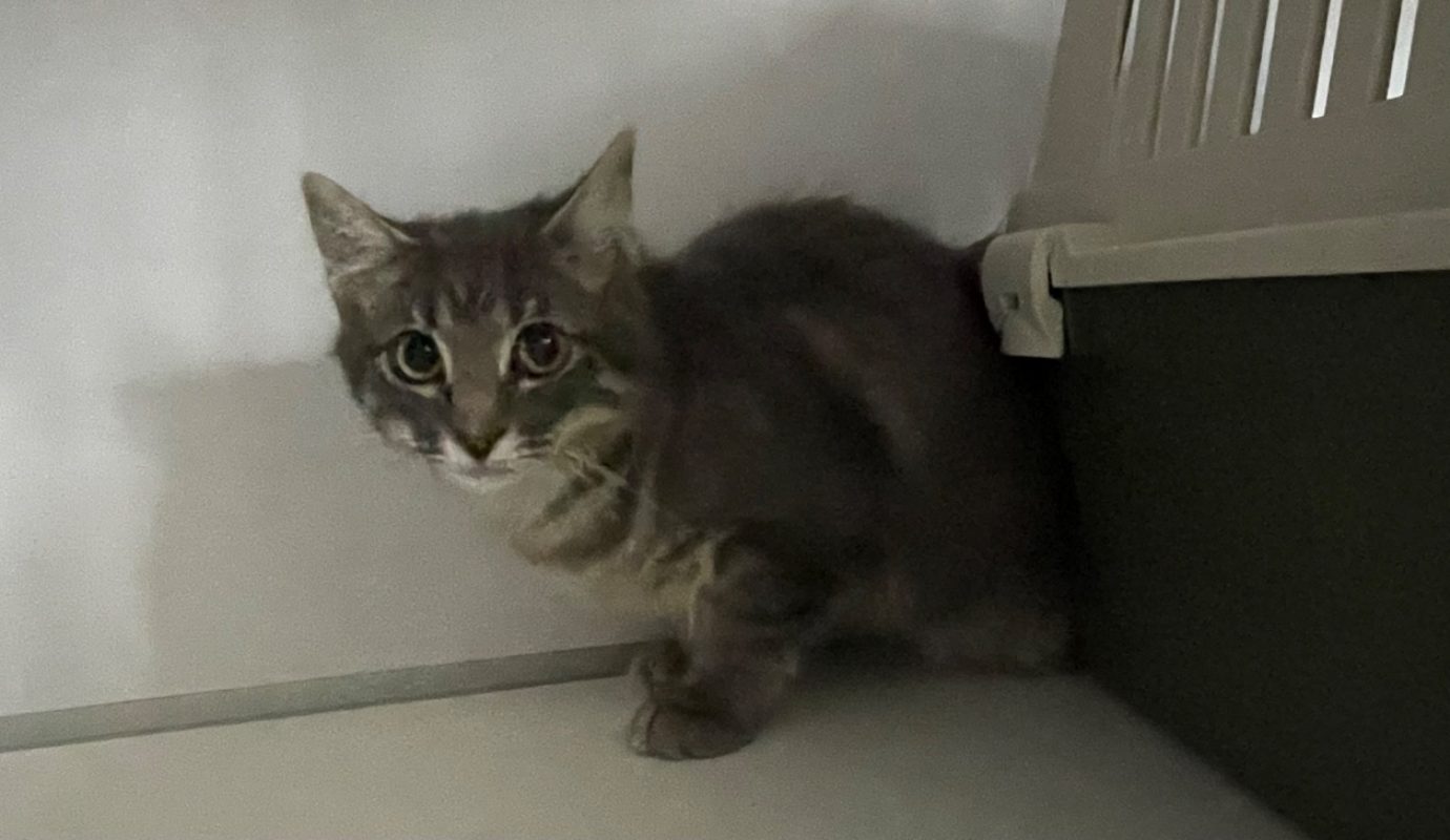 Mana - Chat Européen à adopter - photo 2