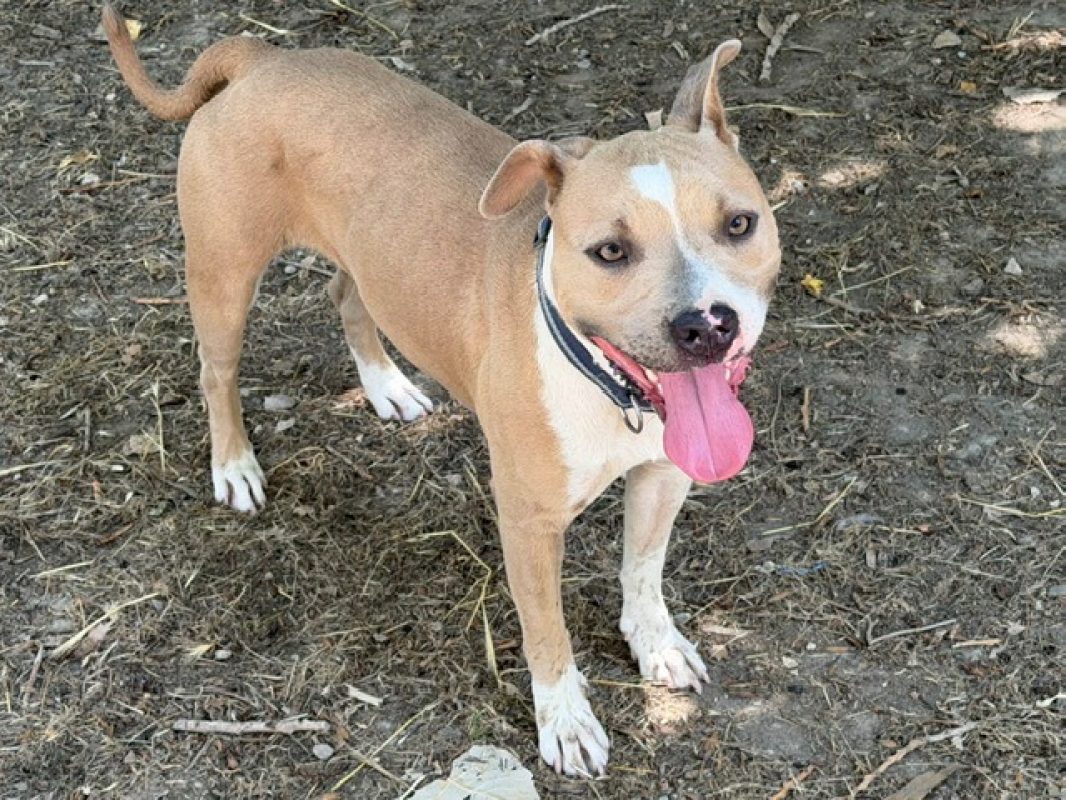 Juliette - Chien Bouledogue Américain à adopter