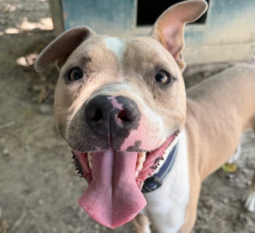 Juliette - Chien Bouledogue Américain à adopter - photo 2