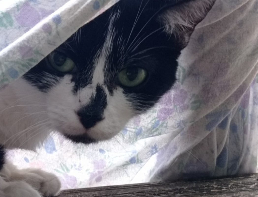 Neoda - Chat Européen à adopter