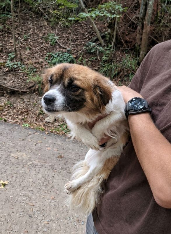 Sakura - Chien à adopter