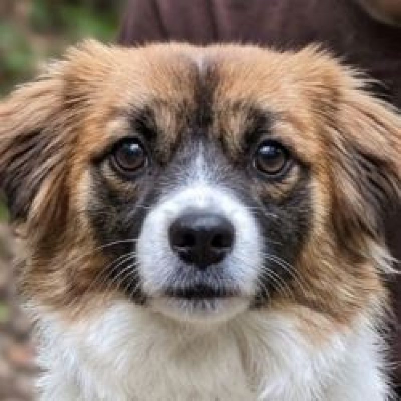 Sakura - Chien à adopter - photo 2