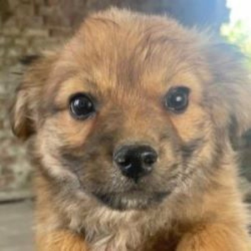 Aïko - Chien à adopter - photo 2