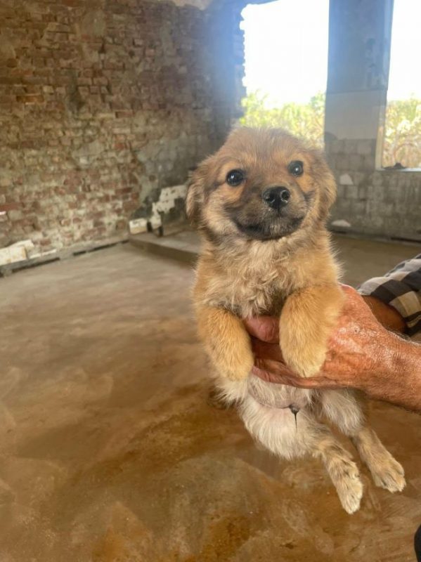 Aïko - Chien à adopter - photo 4