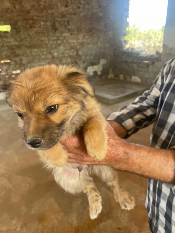Aïko - Chien à adopter - photo 6