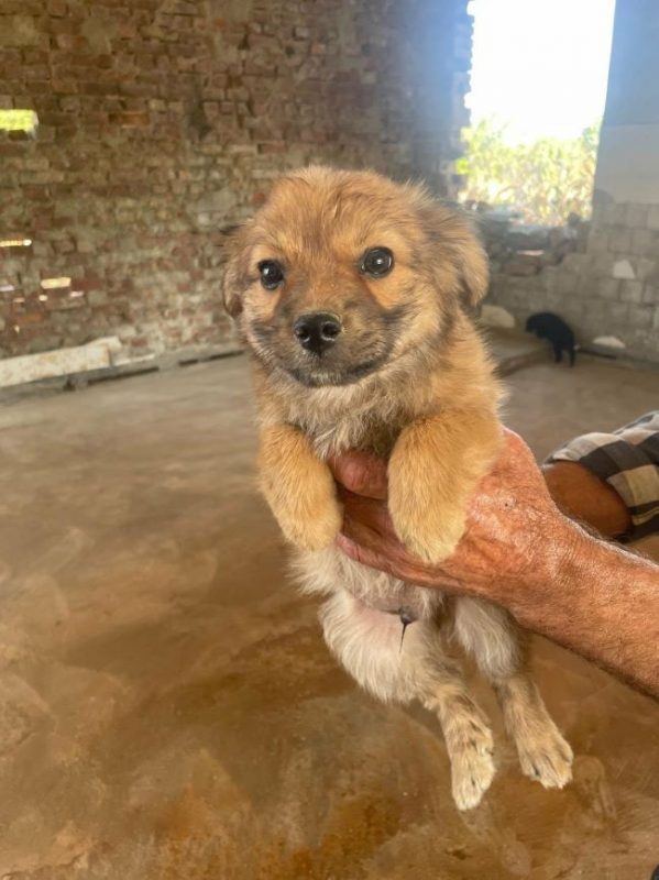 Aïko - Chien à adopter - photo 3