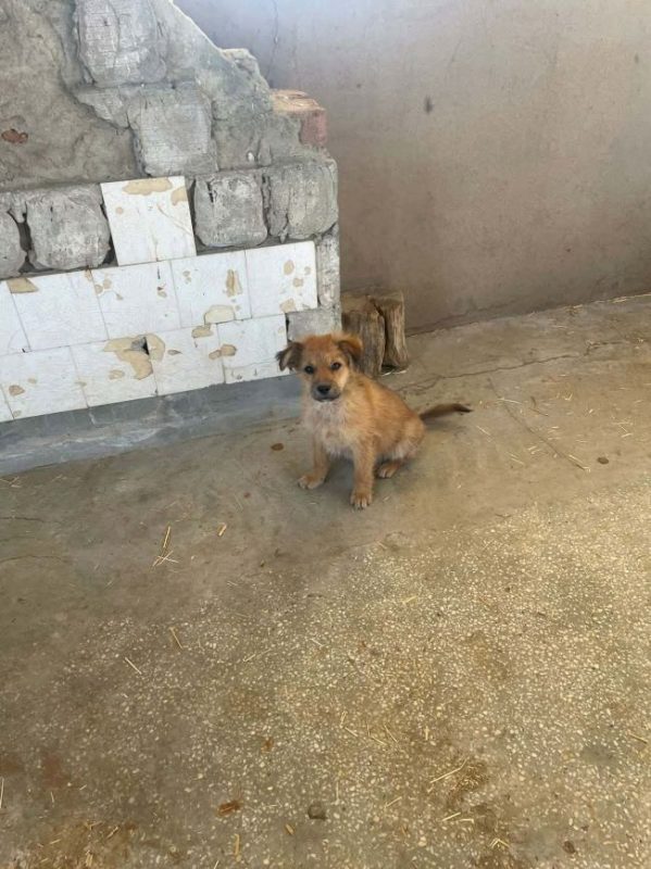 Aïko - Chien à adopter