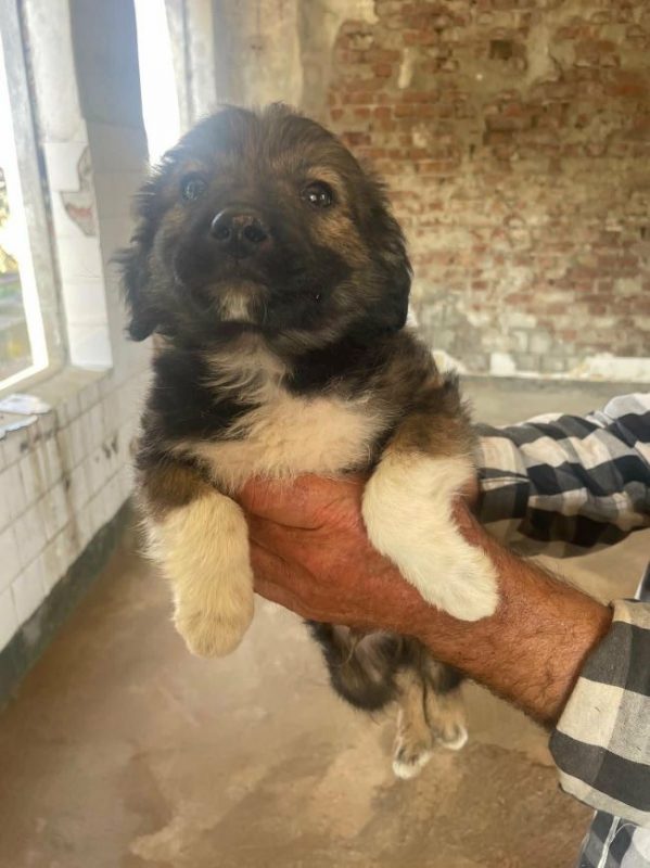 Taiyo - Chien à adopter - photo 3