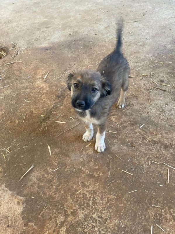 Taiyo - Chien à adopter