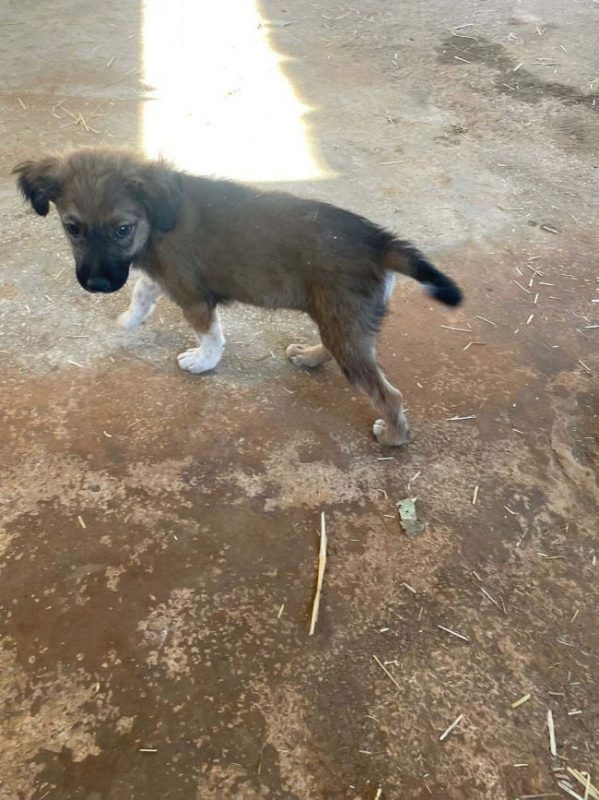 Taiyo - Chien à adopter - photo 5