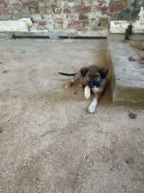 Taiyo - Chien à adopter - photo 4