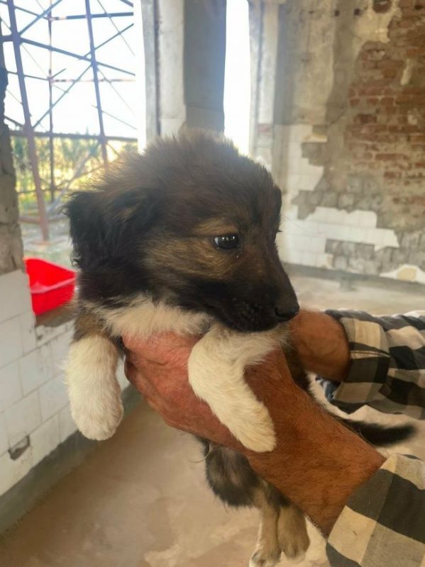 Taiyo - Chien à adopter - photo 2