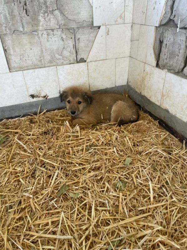 Tsuki - Chien à adopter - photo 5