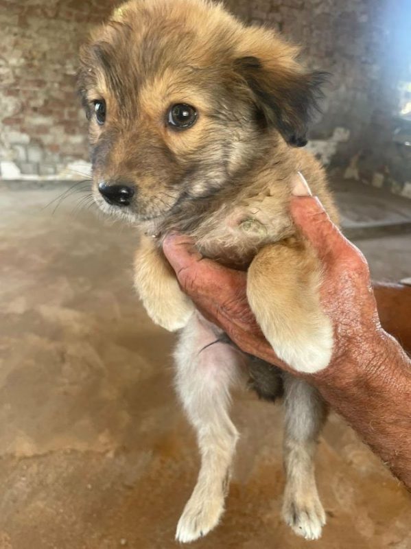 Tsuki - Chien à adopter - photo 4