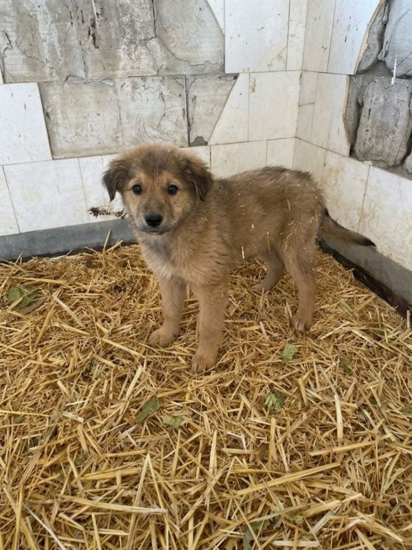 Tsuki - Chien à adopter