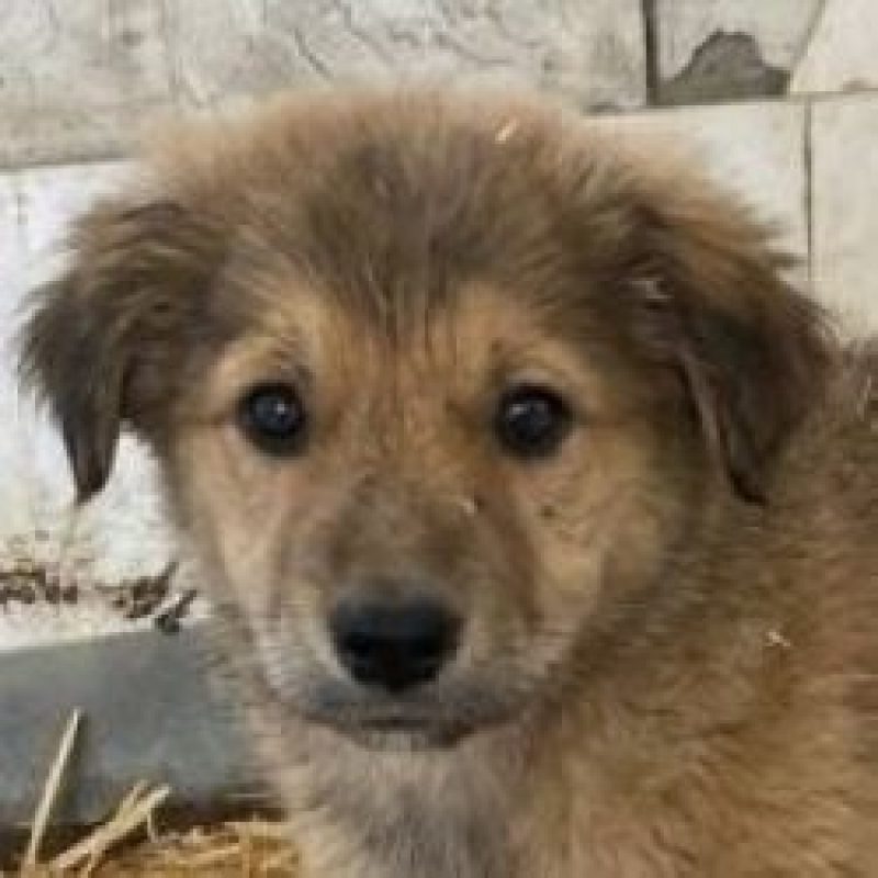 Tsuki - Chien à adopter - photo 2