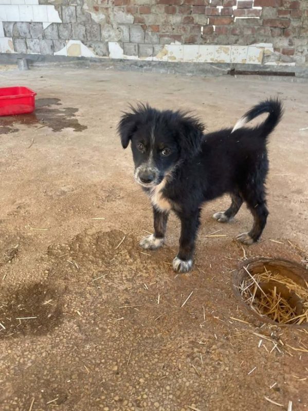 Yuki - Chien à adopter
