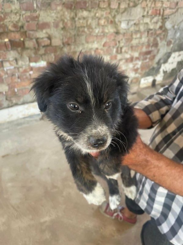 Yuki - Chien à adopter - photo 2