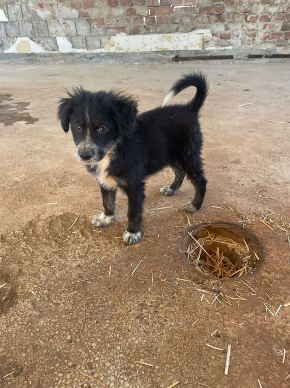 Yuki - Chien à adopter - photo 4