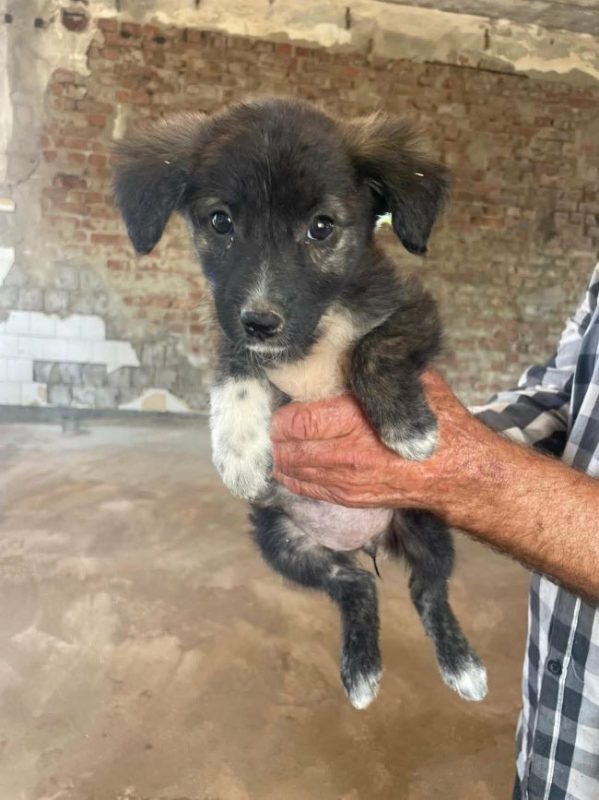 Hoshi - Chien à adopter - photo 3