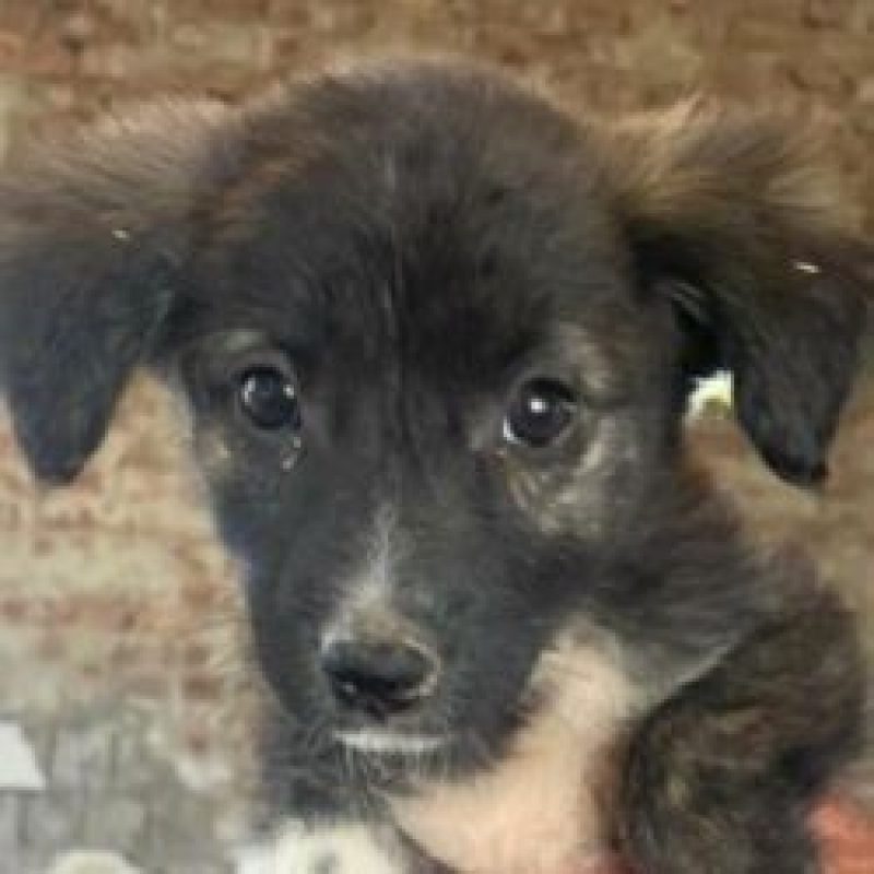 Hoshi - Chien à adopter - photo 2