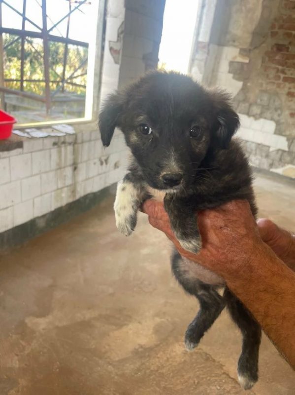 Hoshi - Chien à adopter