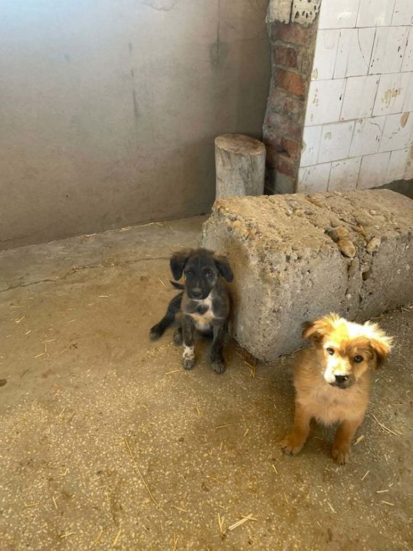 Hoshi - Chien à adopter - photo 4