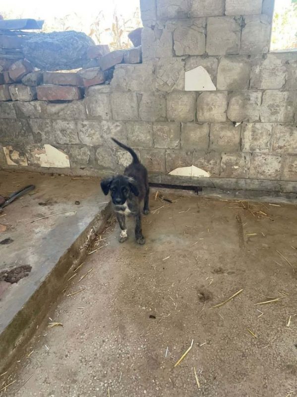 Hoshi - Chien à adopter - photo 5