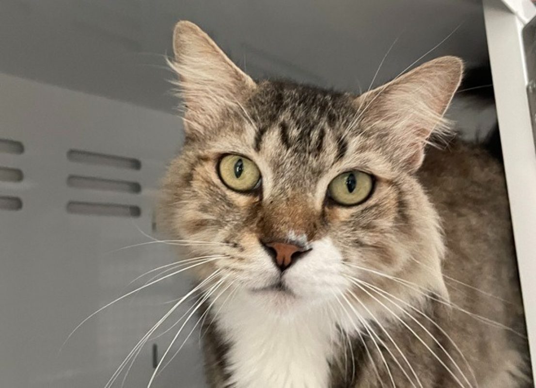 Berlioz - Chat Norvégien à adopter