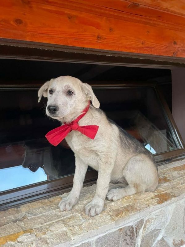 Linsey - Chien à adopter