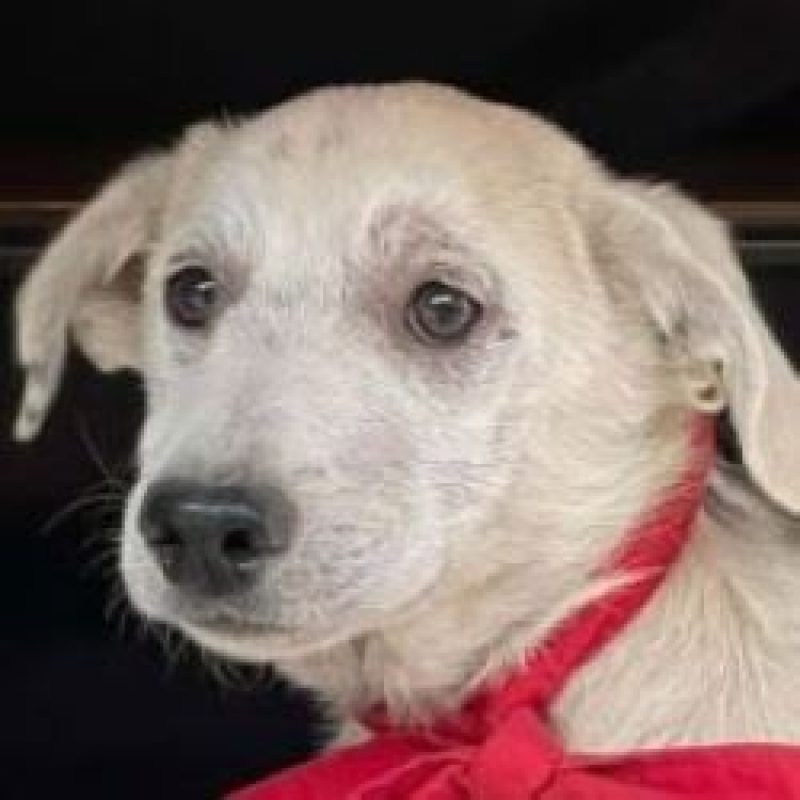 Linsey - Chien à adopter - photo 2