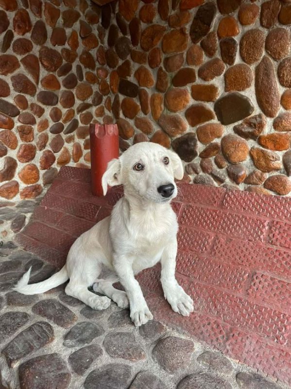 Lorna - Chien à adopter