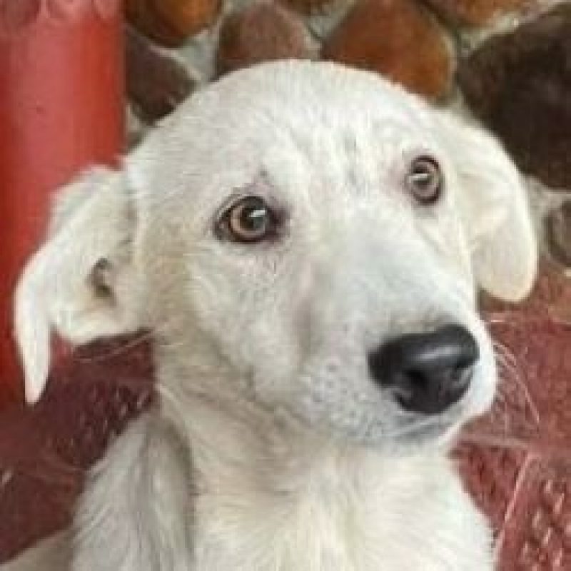 Lorna - Chien à adopter - photo 2