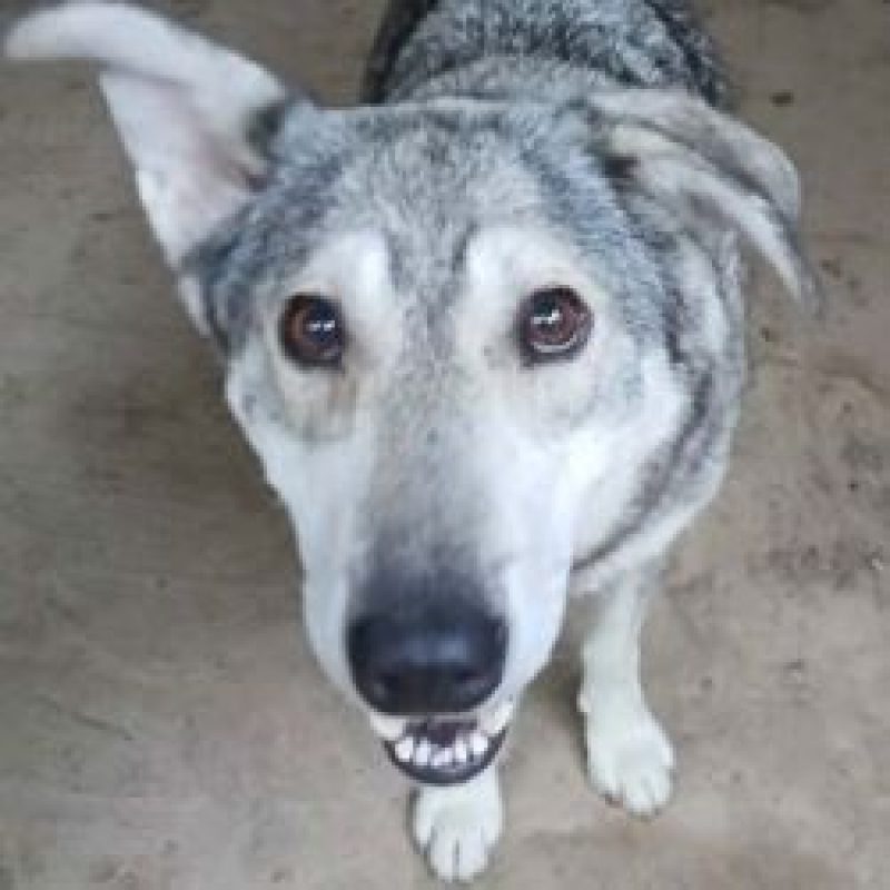 Bellona - Chien à adopter - photo 2