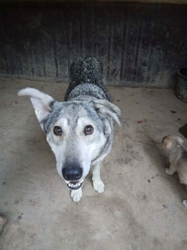 Bellona - Chien à adopter