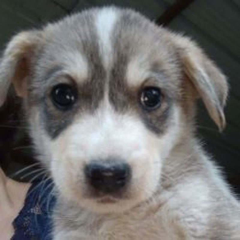Bjorn - Chien à adopter - photo 3