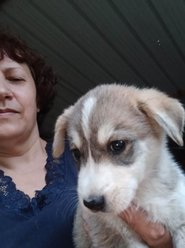 Bjorn - Chien à adopter