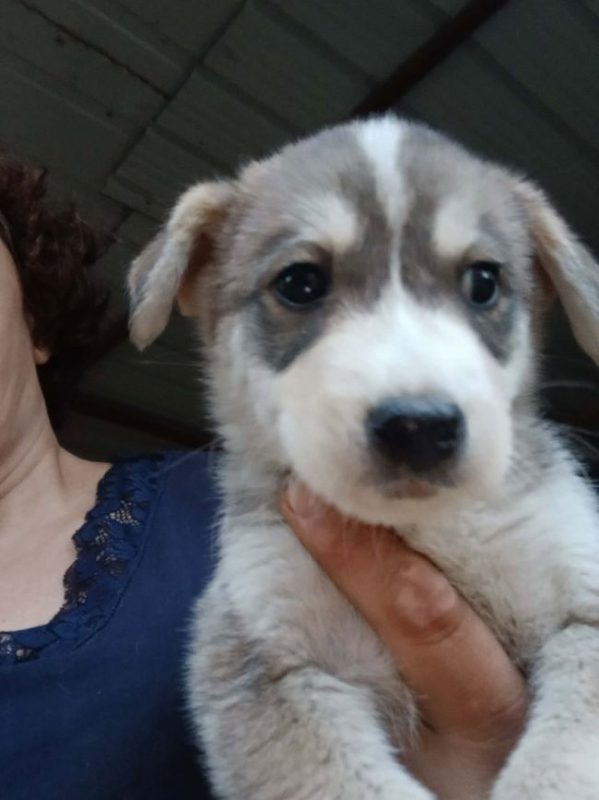Bjorn - Chien à adopter - photo 2